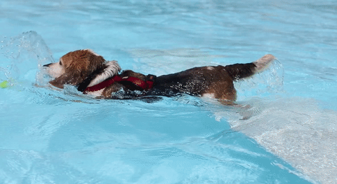 Dog Gif