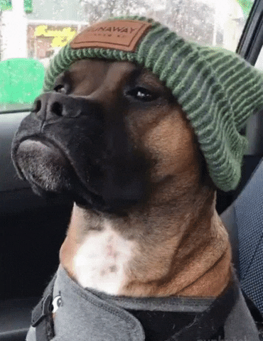 Dog Gif