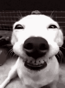 Dog Gif