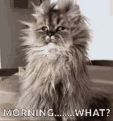Morning Gif
