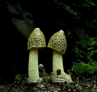 Natural Gif