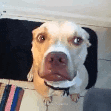 Dog Gif