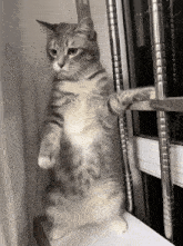 Cat Gif