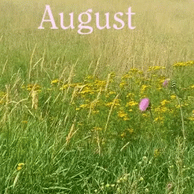 Hello August Gif