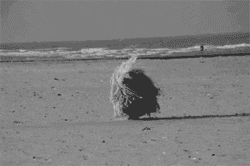Tumbleweed Gif