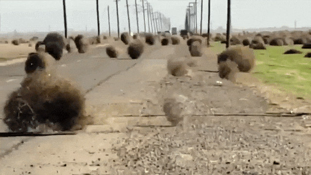 Tumbleweed Gif