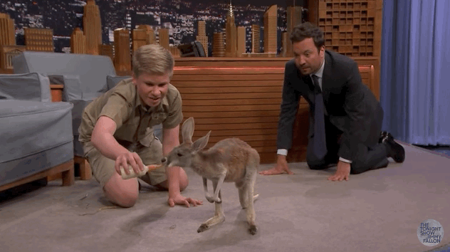 Steve Irwin Gif