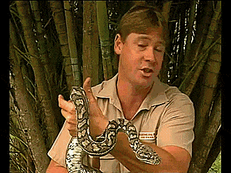Steve Irwin Gif
