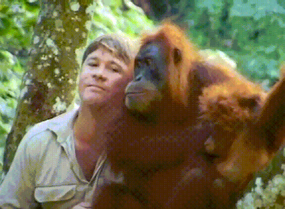 Steve Irwin Gif