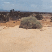 Tumbleweed Gif
