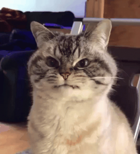 Angry Cat Gif