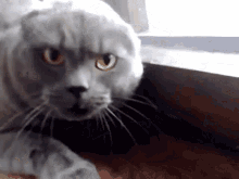Angry Cat Gif