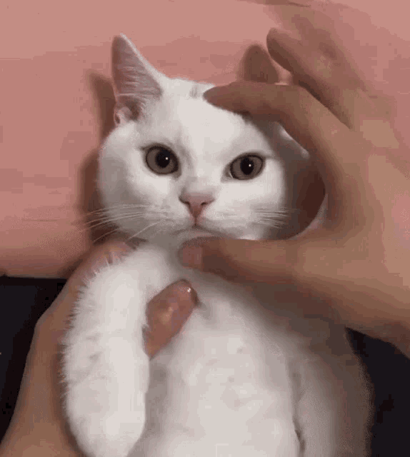 Angry Cat Gif