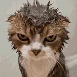 Angry Cat Gif