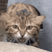 Angry Cat Gif