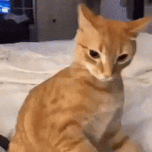 Angry Cat Gif