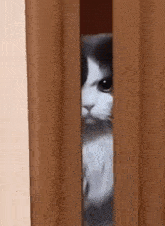 Angry Cat Gif