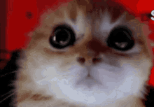 Angry Cat Gif