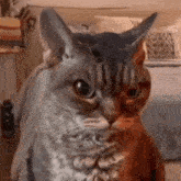 Angry Cat Gif