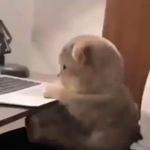 Angry Cat Gif
