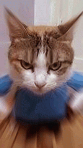 Angry Cat Gif