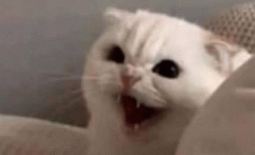 Angry Cat Gif