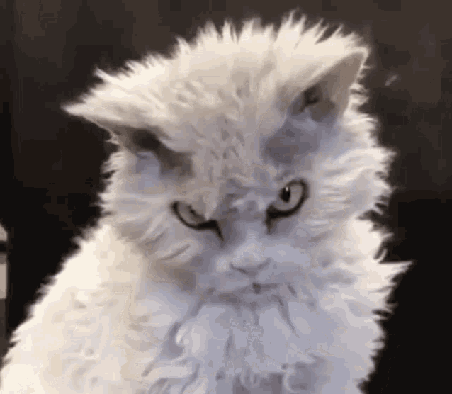 Angry Cat Gif