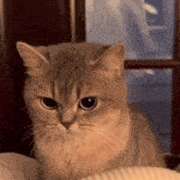 Angry Cat Gif