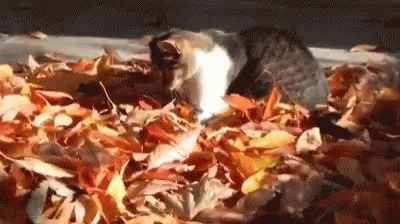 Autumn Gif