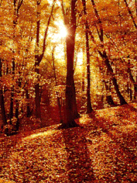 Autumn Gif