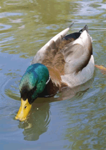 Duck Smoking Gif