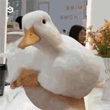Duck Smoking Gif