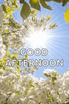 Good Afternoon Gif