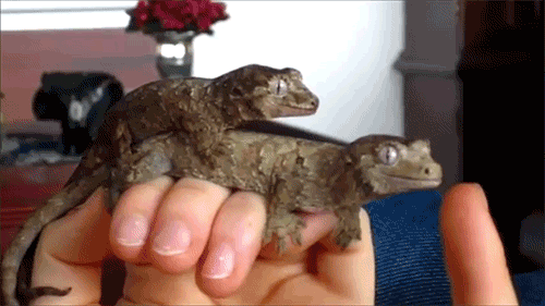 Lizards Gif