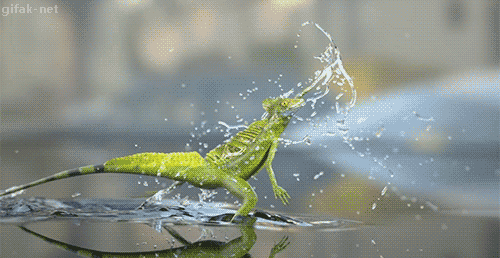 Lizards Gif