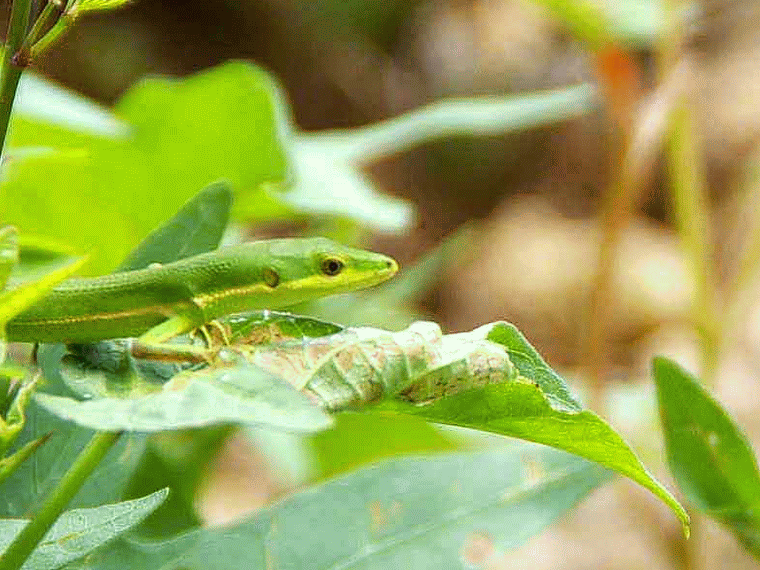 Lizards Gif