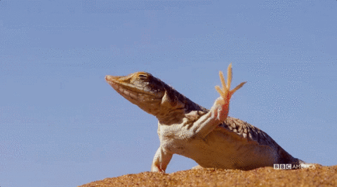 Lizards Gif