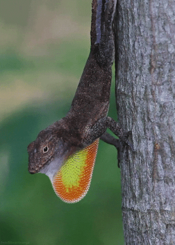 Lizards Gif