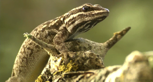 Lizards Gif