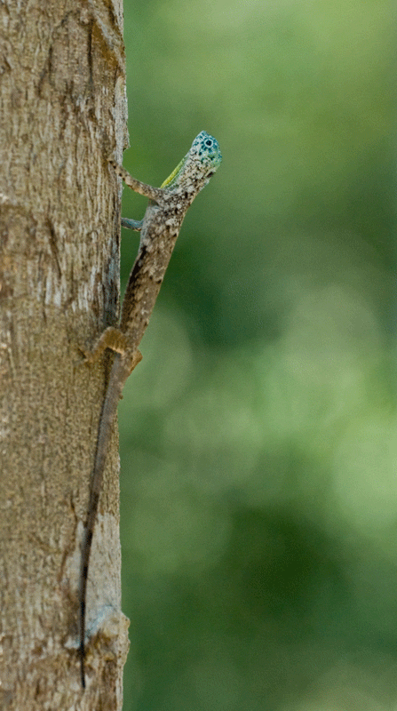 Lizards Gif