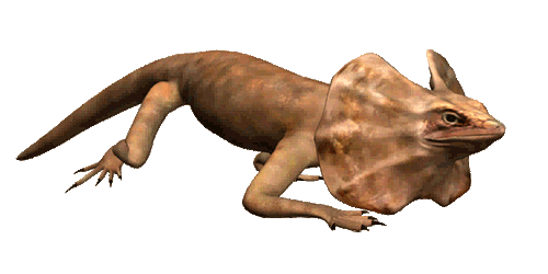 Lizards Gif