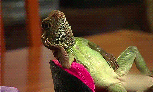Lizards Gif