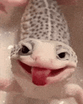 Lizards Gif