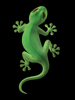 Lizards Gif