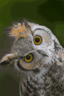 Owl Gif