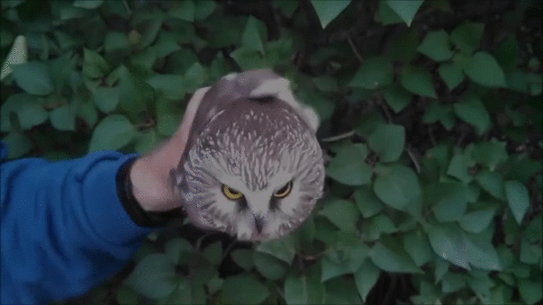 Owl Gif