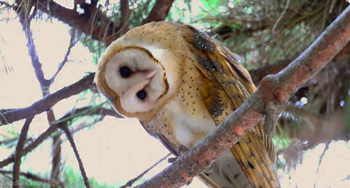 Owl Gif