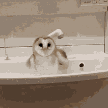 Owl Gif