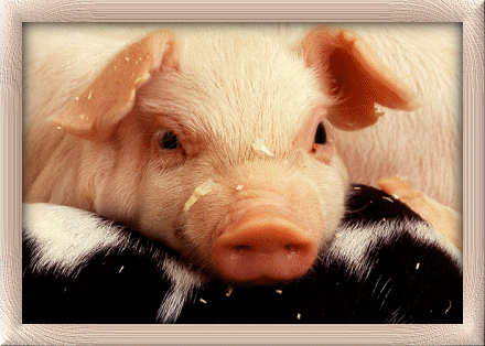 Pig Gif