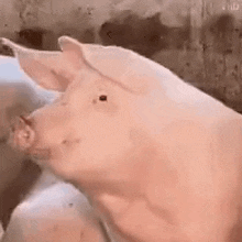 Pig Gif